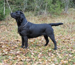 labradors tiken tina står och poserar